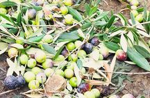 Olive Oil and Mountains Tour: Small group, tasting and lunch!