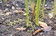 Spice Farm, Stone Town and Prison Island in Zanzibar