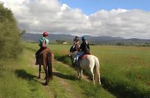 Horseback Riding Through the Tuscan Hills of Castagneto Carducci
