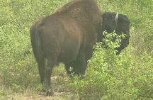 Bison Highway Wildlife Tour