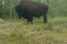 Bison Highway Wildlife Tour
