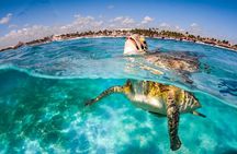 "Private Snorkeling with Turtles EN Akumal + Photos Included"