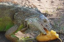 Reptile Eco Tour in Oaxacas Coastal Communities