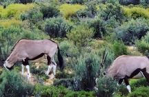 Cape Town Big Five Game Reserve Drive with Lunch