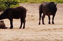 Cape Town Big Five Game Reserve Drive with Lunch
