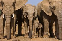 Full day Safari Game Drive. 