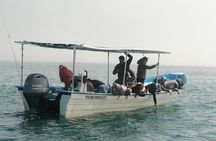 4 Day Gray Whale Expedition in Magdalena Bay 