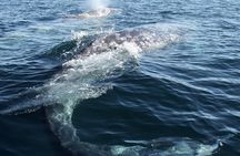 4 Day Gray Whale Expedition in Magdalena Bay 
