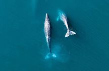 4 Day Gray Whale Expedition in Magdalena Bay 