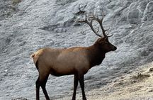 Yellowstone Hidden Gems Hiking Tour West Yellowstone