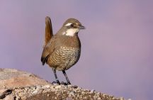Half-Day Birdwatching Santiago: Wetland or Mountain
