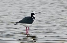 Half-Day Birdwatching Santiago: Wetland or Mountain