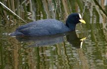 Half-Day Birdwatching Santiago: Wetland or Mountain
