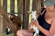 Bottle Feed & Cuddle Baby Goats Tour on Big Island Farm