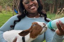 Bottle Feed & Cuddle Baby Goats Tour on Big Island Farm