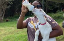 Bottle Feed & Cuddle Baby Goats Tour on Big Island Farm