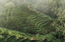 Beauty of Ubud, Rice Terrace, Temple, Monkey Forest, Waterfall