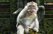 Beauty of Ubud, Rice Terrace, Temple, Monkey Forest, Waterfall