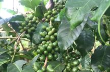 Organic Coffee Tour and Local Food Experience in Arusha