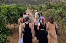 SYSTASIS Olive Oil Tasting Experience in Ermioni Greece