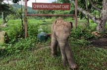 Half-day elephant care program at CHIANGMAI ELEPHANT CARE