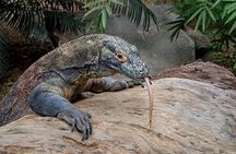 Komodo Day Tour by Speed Boat