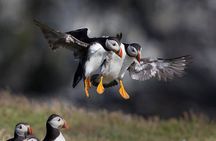 Puffin Islands and volcano Boat Tour