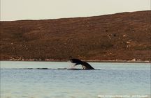 Nuuk Fjord Boat Tour with Greenlandic Picnic Experience