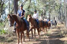 Guided Two Hour Horseback Trail Ride in Central Florida