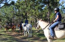 Guided Two Hour Horseback Trail Ride in Central Florida