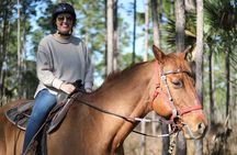 Guided Two Hour Horseback Trail Ride in Central Florida