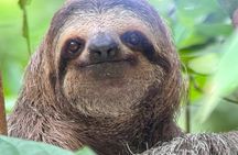 Manuel Antonio National Park Nature Walk with a Certified Guide