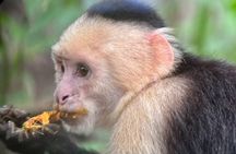Manuel Antonio National Park Nature Walk with a Certified Guide