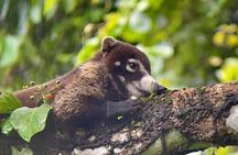 Manuel Antonio National Park Nature Walk with a Certified Guide