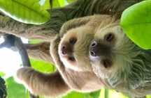 Manuel Antonio National Park Nature Walk with a Certified Guide