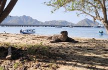 Sailing to Komodo island trip 4D 3N from lombok