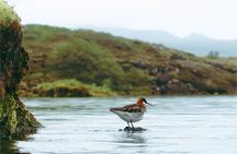 Dynjandi Waterfall, Fishing Village, and Bird Sanctuary 
