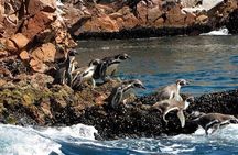 Full day Paracas Ica Basic from Miraflores