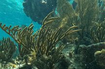 2 hour snorkeling in Arrecife de Puerto Morelos