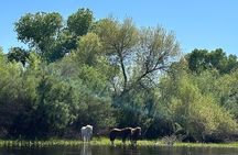 Lower Salt River Guided Kayak Tours 
