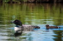 Talkeetna Lakes Hike Guided by a Naturalist