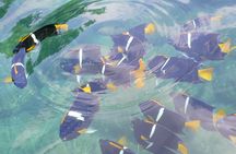 Immerse yourself in paradise: Hidden Beach Snorkeling Adventure