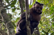 Tijuca Forest: Tour with Waterfalls and Caves