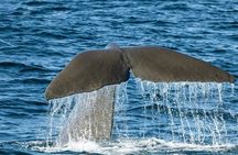 Kaikoura Whale Watch Day Tour from Christchurch including Coastal Pacific Train