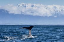 Kaikoura Whale Watch Day Tour from Christchurch including Coastal Pacific Train