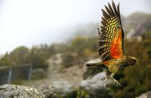Lyttelton Shore Excursion: Arthur's Pass National Park Day Tour