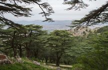 Exploring Ancient Wonders, Vineyard Delights, and Majestic Cedars