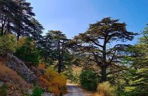 Exploring Ancient Wonders, Vineyard Delights, and Majestic Cedars