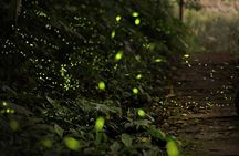 Enchanting Evenings: Fireflies & Blue Tears Tour with Dinner