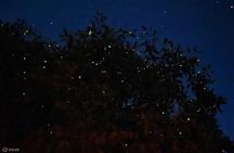 Enchanting Evenings: Fireflies & Blue Tears Tour with Dinner